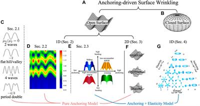 Pattern formation, structure and functionalities of wrinkled liquid crystal surfaces: A soft matter biomimicry platform